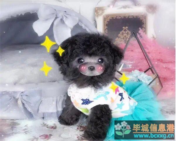 毕节本地纯种泰迪熊 公母都有 毕节本地纯种泰迪熊 公母都有