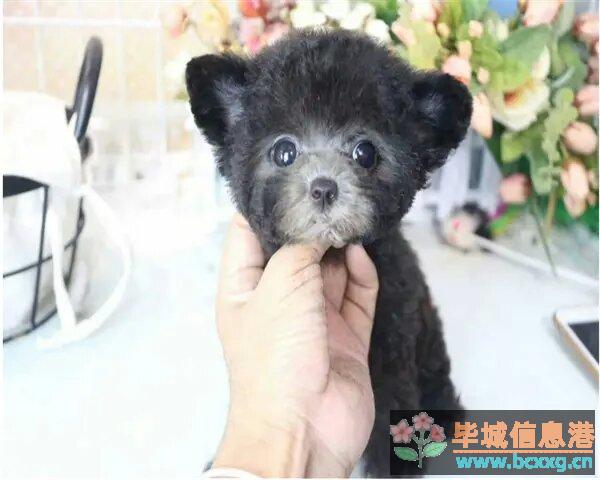 毕节本地纯种泰迪熊 公母都有 毕节本地纯种泰迪熊 公母都有