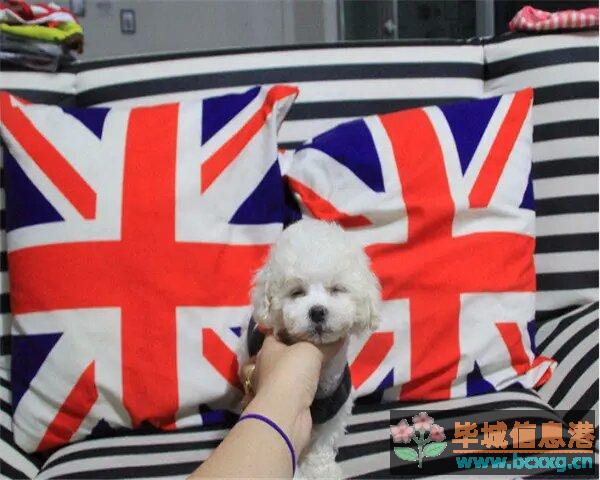 毕节本地纯种泰迪熊 公母都有 毕节本地纯种泰迪熊 公母都有