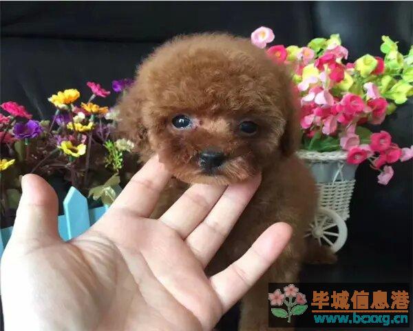 毕节本地纯种泰迪熊 公母都有 毕节本地纯种泰迪熊 公母都有