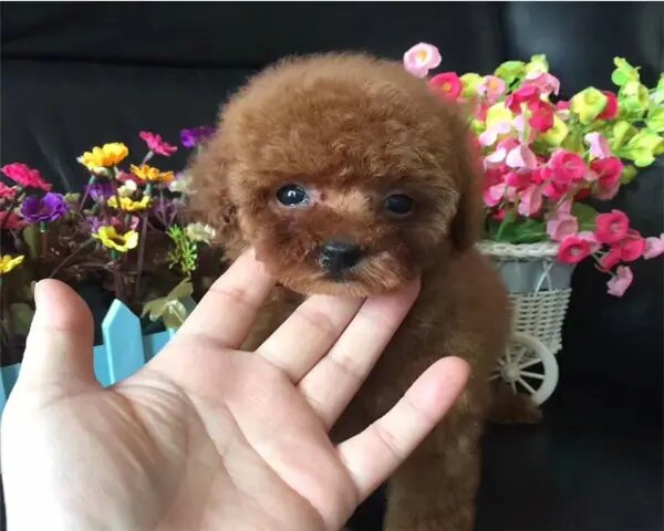 毕节本地纯种泰迪熊 公母都有